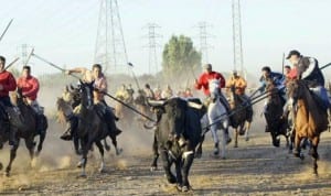 Men on horses attempt to spear bull to death in Valladolid event