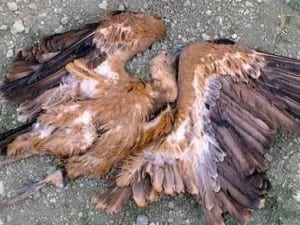 dead-vultures-guadalteba