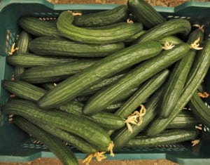 A crate of collected cucumbers is seen at a greenhouse in Algarrobo -03QQ3105.jpg-
