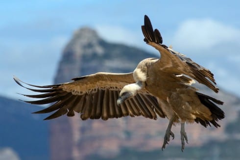 griffonvulture