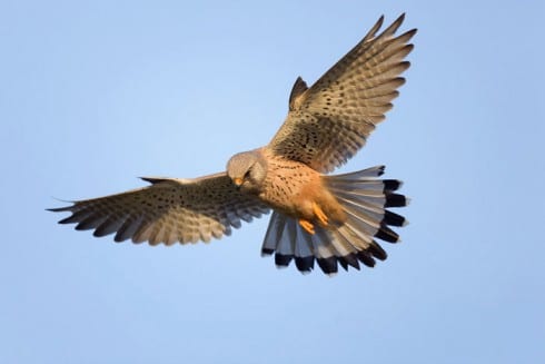 kestrel