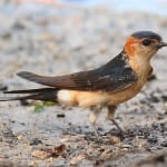 Red rumped swallow