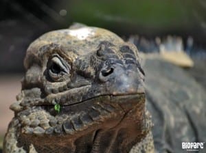 BIOPARC FUENGIROLA: Rhinoceros iguana