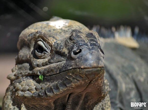 rhinoceros iguana bioparc fuengirola e