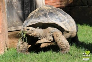 Giant tortoise at Fuengirola’s Bioparc