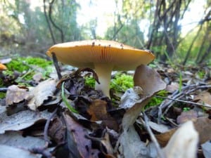mushroom-P1070196