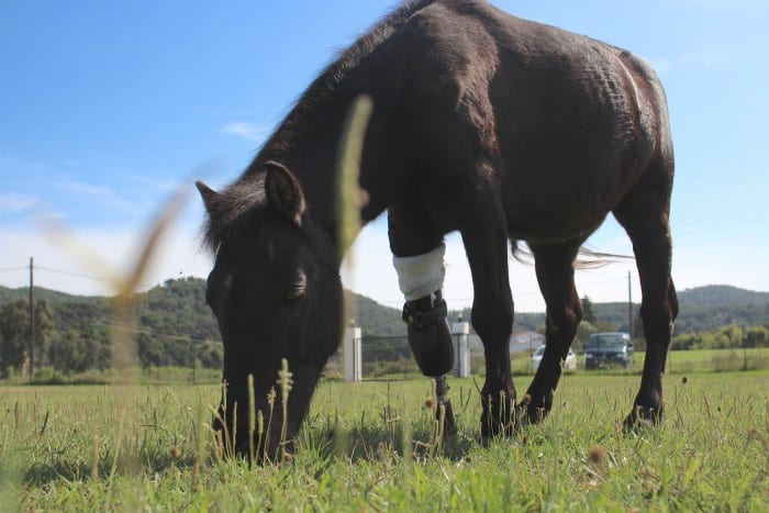 Faith the Pony e