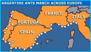 europe-ants