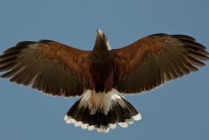 Eagle story (1)