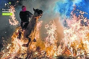 Horses run through fire in Madrid