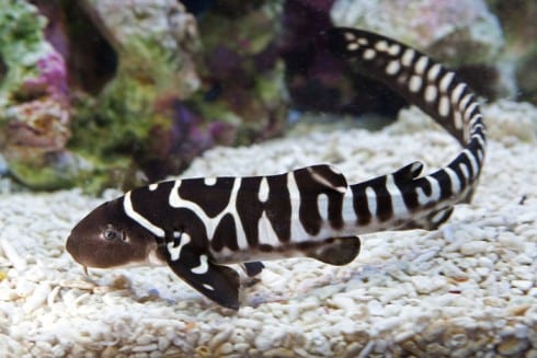 Zebra shark