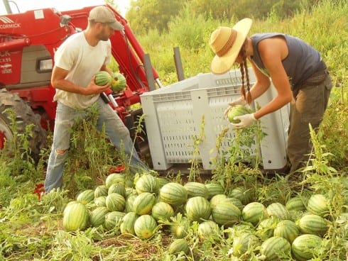 melon picking