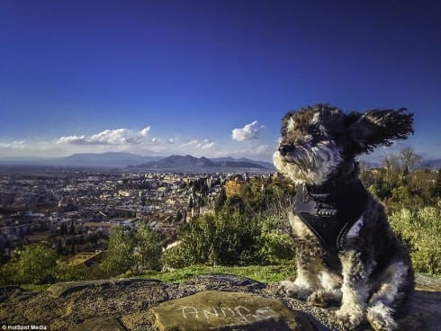 travelling rescue dog