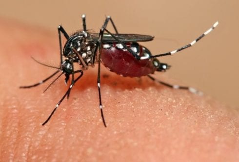 zika virus mossie e