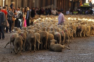 Spain Sheep Crossing