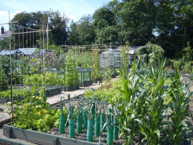 allotment e