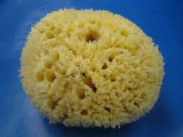 sea sponge