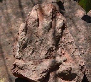 dinosaur footprint 2