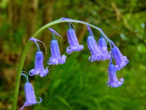 English Bluebell e