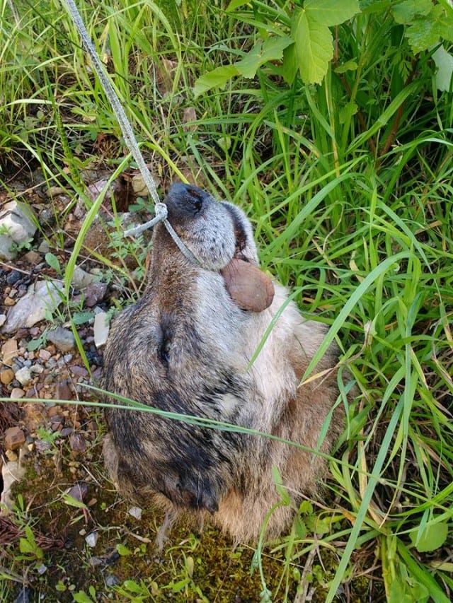 shocking-head-of-decapitated-wolf-left-hanging-from-road-sign-in-spain-olive-press-news-spain