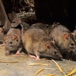 Fears of rat plague in Alicante: Pests are spotted in popular square currently being redeveloped