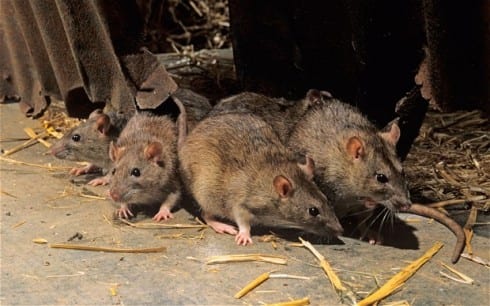 Fears of rat plague in Alicante: Pests are spotted in popular square currently being redeveloped