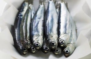 Several fresh anchovies on paper