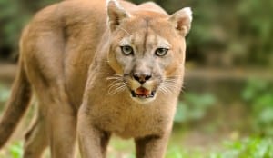 angry-cougar2