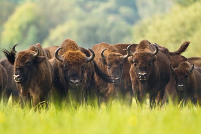 Bison found poisoned and decapitated on a Spanish reserve - Olive Press ...