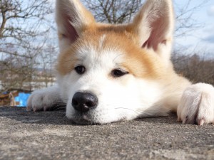 japanese-akita-inu-dog-breed