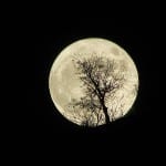 supermoon  tree kev bastin