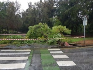 A tree felled by a mini tornado on Arroyo de Miel in Benalmadena