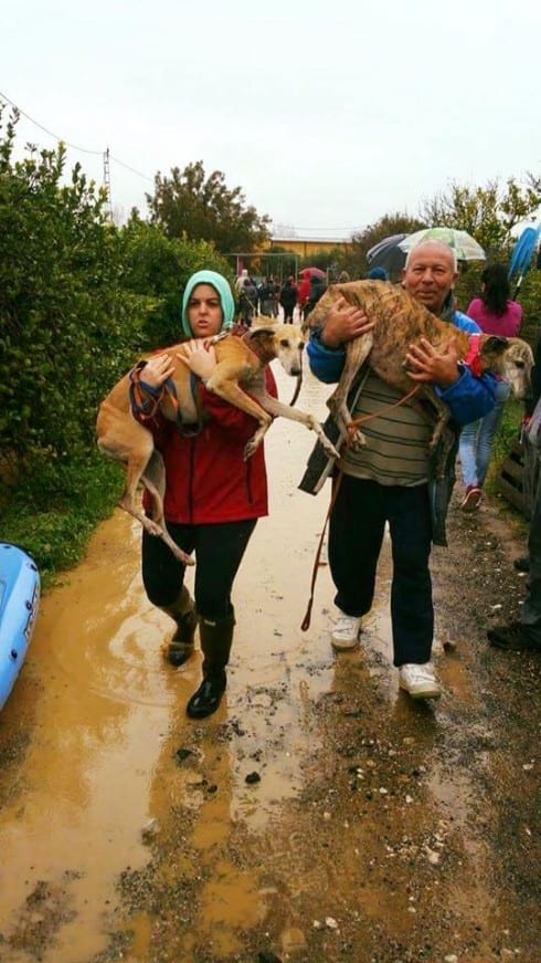 dog sanctuary flood  alhaurin de la torre