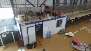 Dogs stranded on roof of Galgos en Familia dog shelter in Cartama