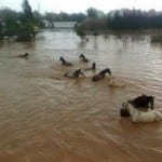 horse san pedro camino a ronda flood