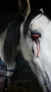 SICKENING: Rocco's eye after attack
