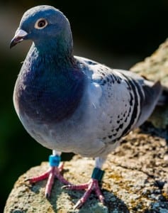 pigeon-1699271_640