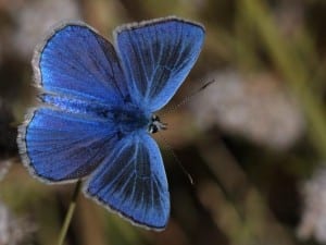 Sierra Nevada blue butterfly