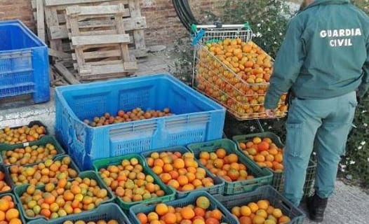 Five arrested for fruit theft