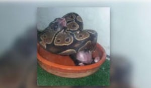 Python which was allegedly fed kittens and puppies