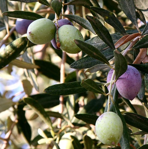 olives