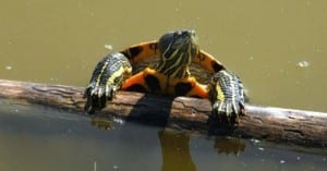 A turtle in a Malaga park 