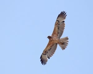 Threatened?: The Bonellis eagle