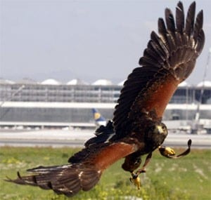 malaga-airport-falcons