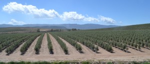 super-intensive-olive-grove-in-sorbas-area3