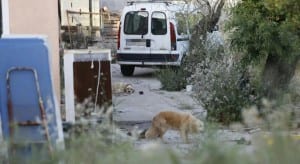 HORROR: Dogs devour dead owners