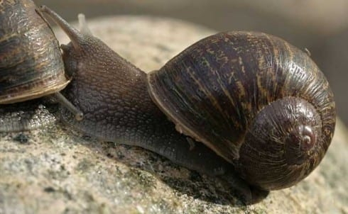 jeremy the snail