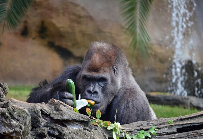 Monkeys banned from eating bananas at Devon zoo