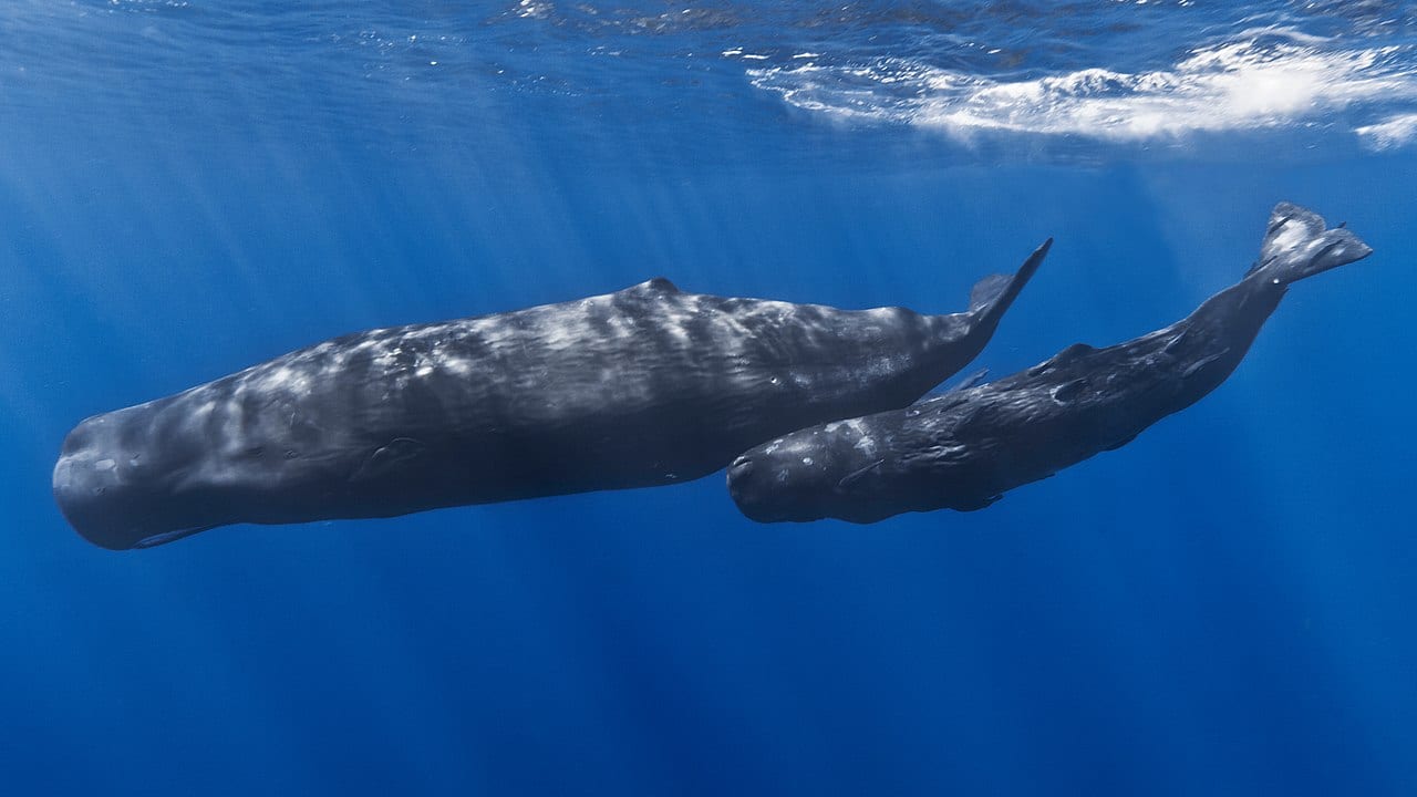 Whale corridor