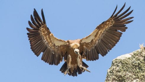 Griffon Vulture